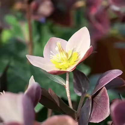 Lenten Rose