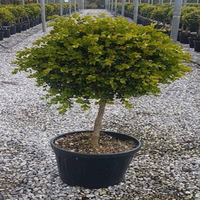 Topiary boxwood