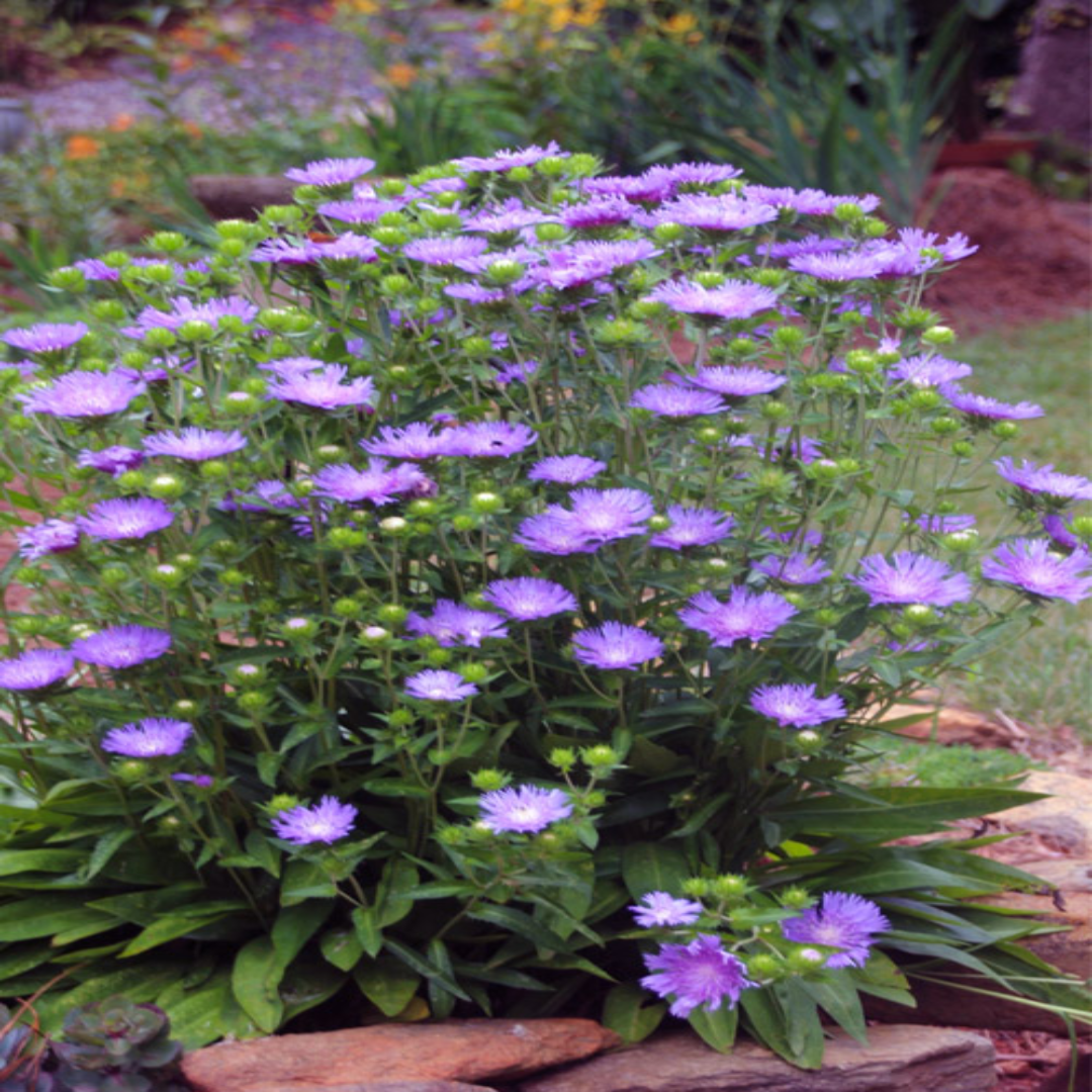 Danube Stokes Aster