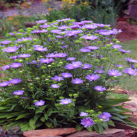 Danube Stokes Aster
