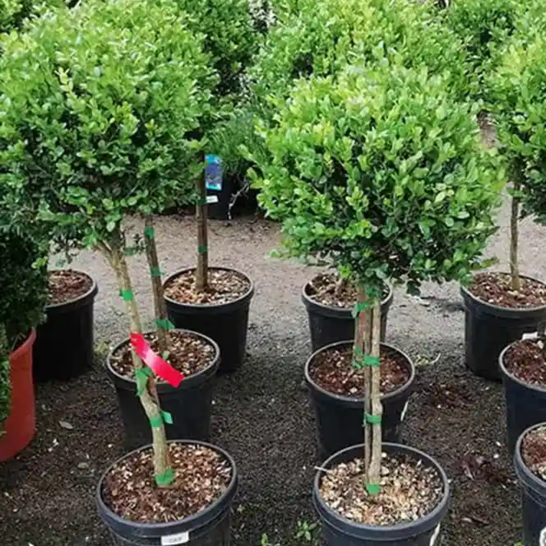 Topiary boxwood