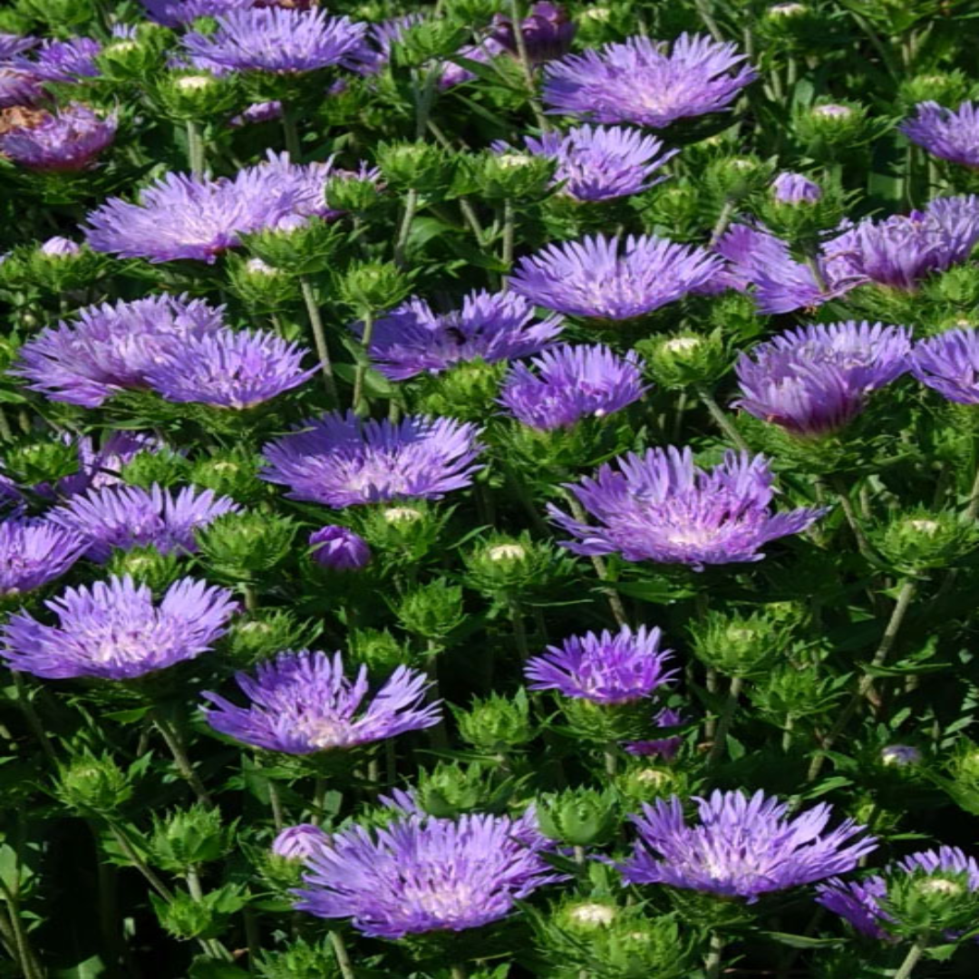 Danube Stokes Aster