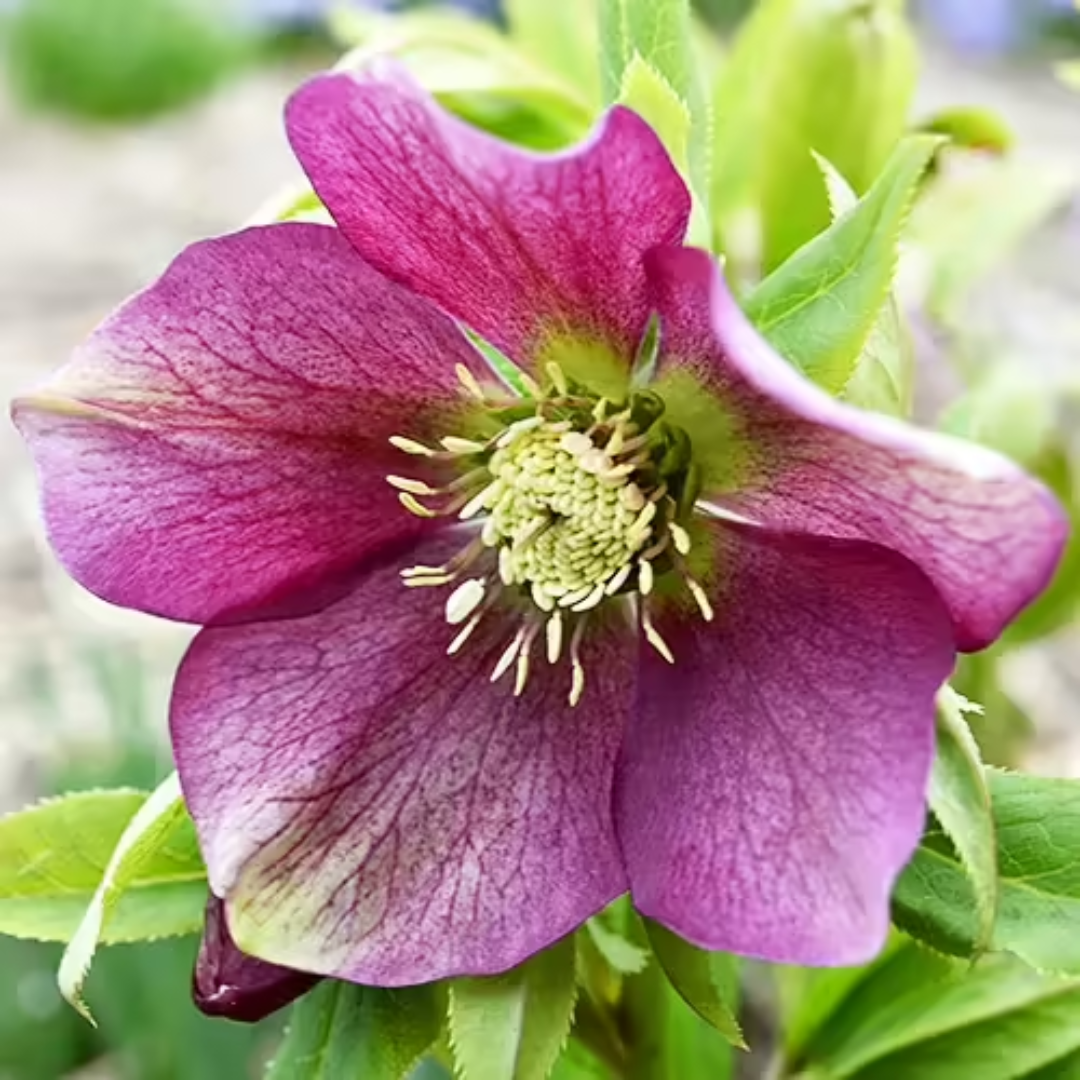 Lenten Rose