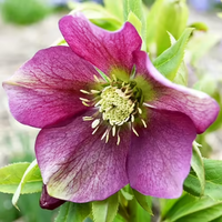Lenten Rose