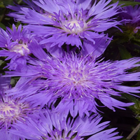 Danube Stokes Aster