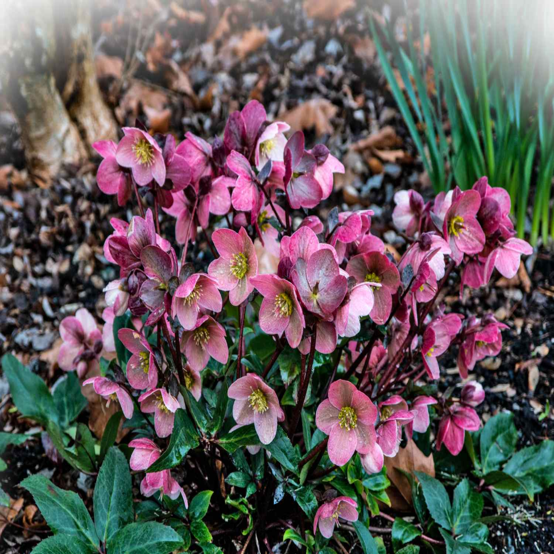 Lenten Rose