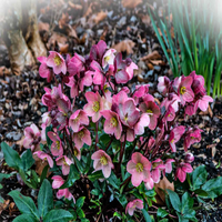 Lenten Rose