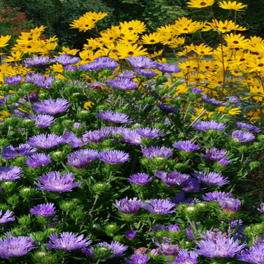 Danube Stokes Aster