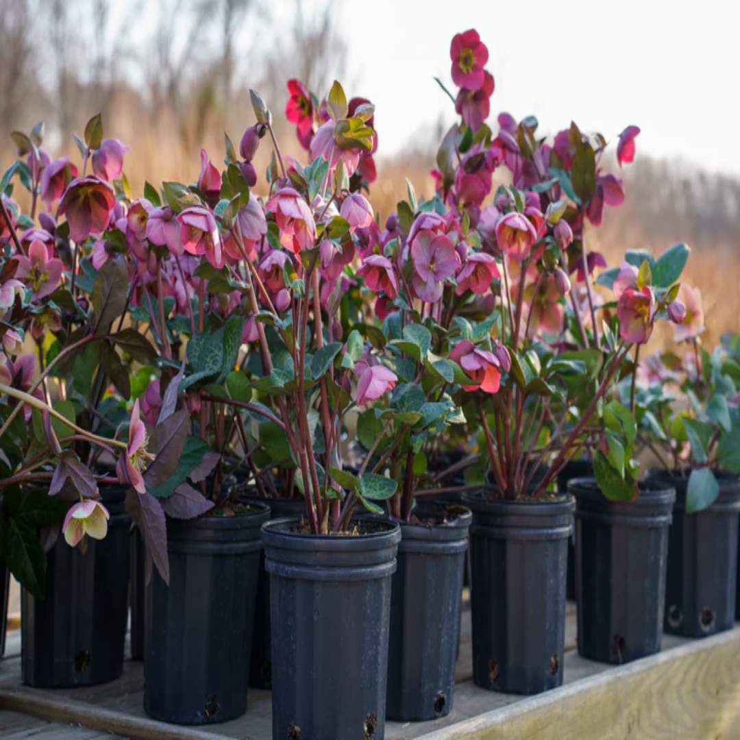 Lenten Rose