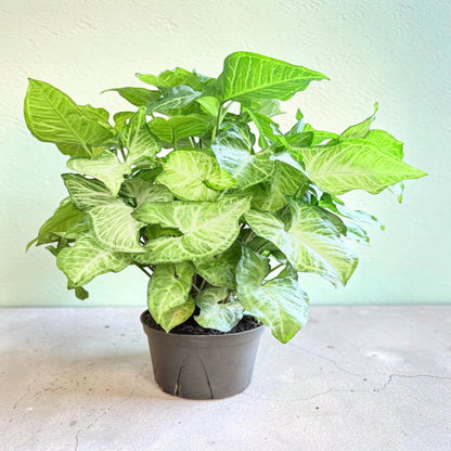White Butterfly Arrowhead Plantp