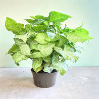 White Butterfly Arrowhead Plantp