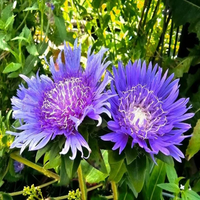 Danube Stokes Aster