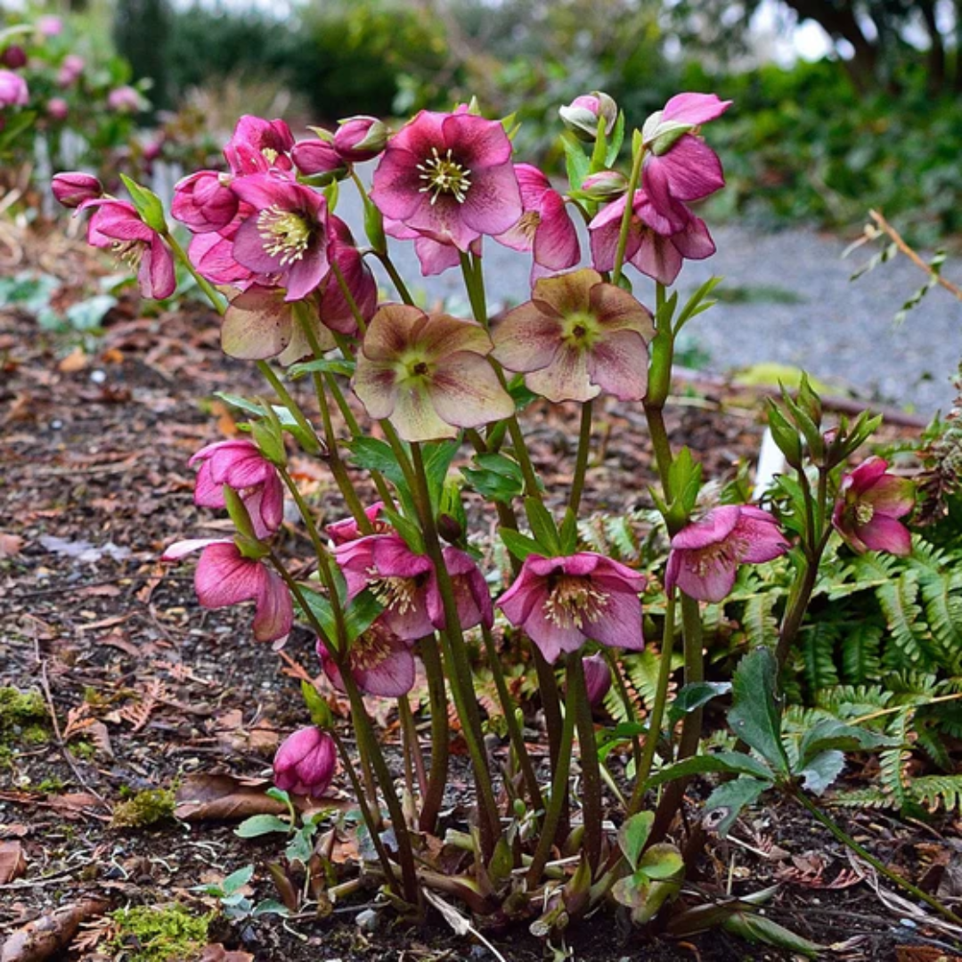Buy Lenten Rose Plants & Trees Online | Pixies Gardens