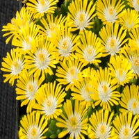 Delosperma Hotcakes® 'Banana Blast' (Ice Plant) - [EG]