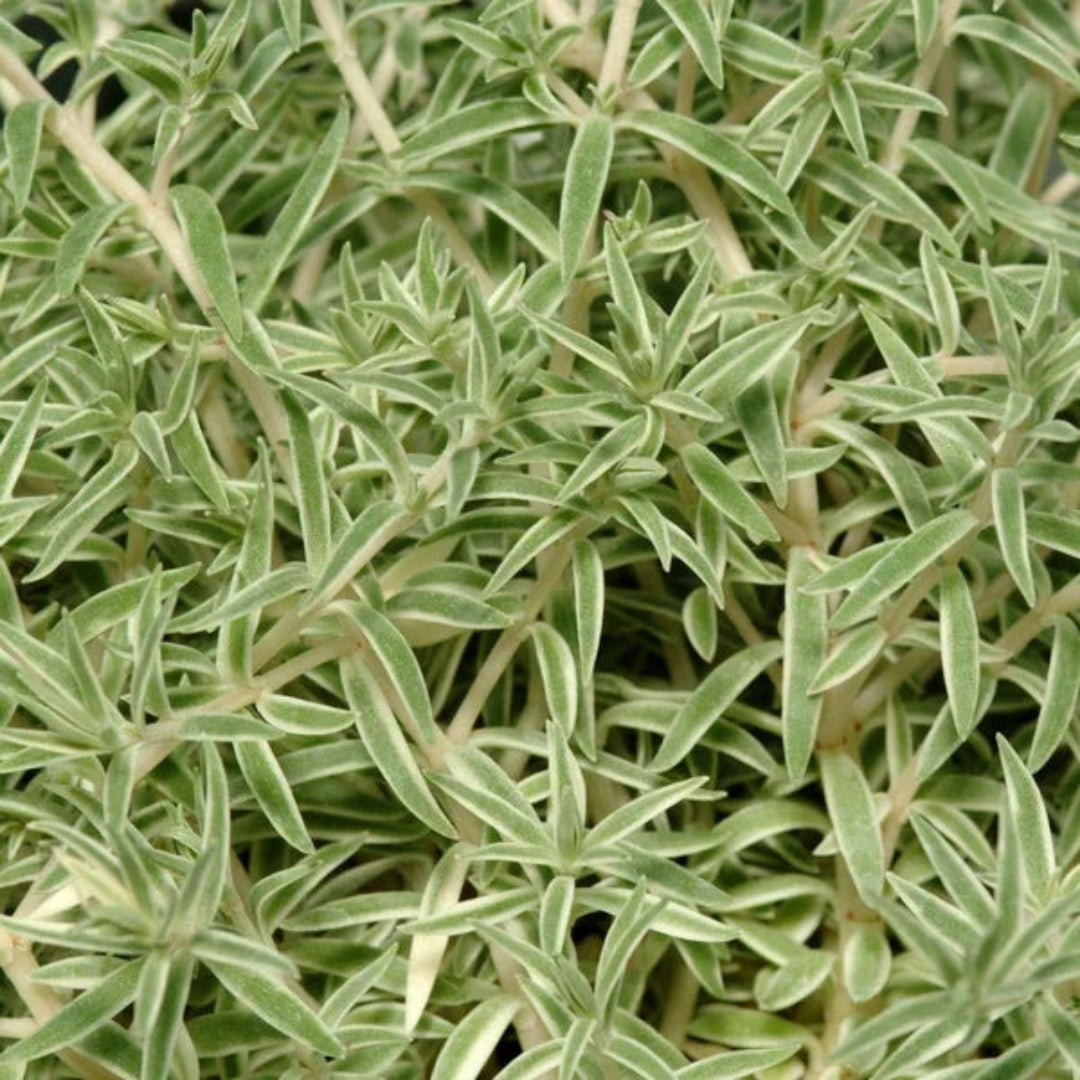 Sedum lineare &