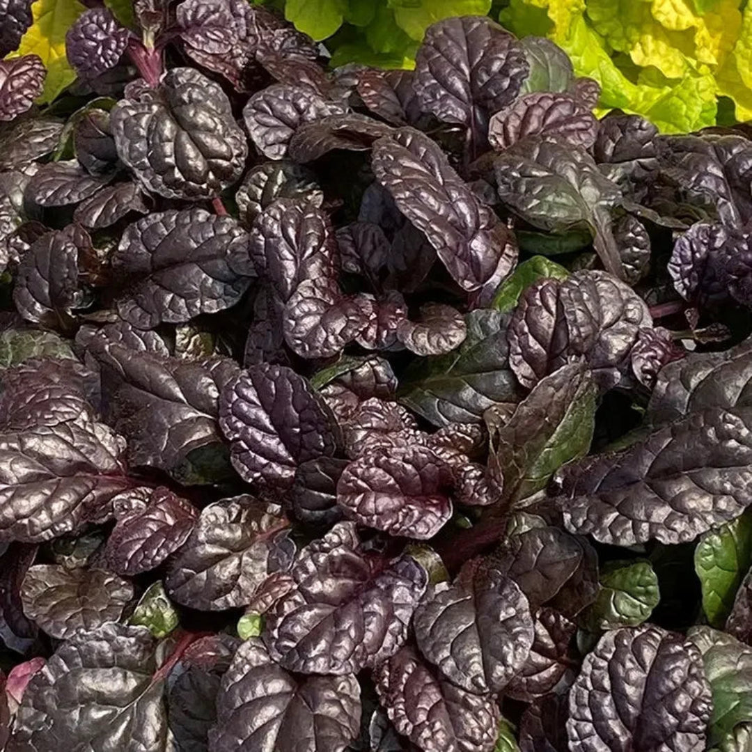 Ajuga Feathered Friends™ &