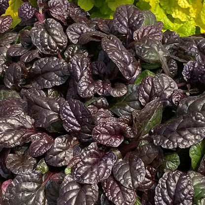 Ajuga Feathered Friends™ &