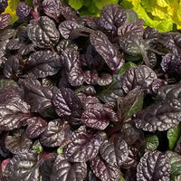 Ajuga Feathered Friends™ 'Fierce Falcon' - [EG]