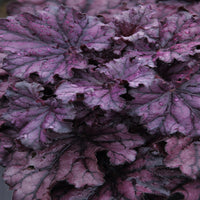 Heuchera 'Forever Purple' Coral Bells