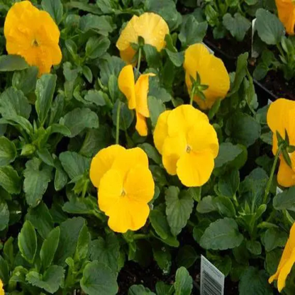 3.5 Inch Pot/18 Count Flat - Pansy Delta
