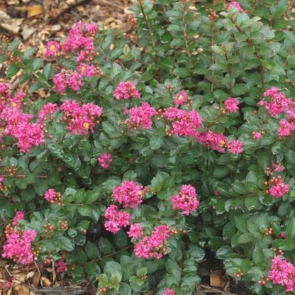 Dwarf Pink Crape Myrtle