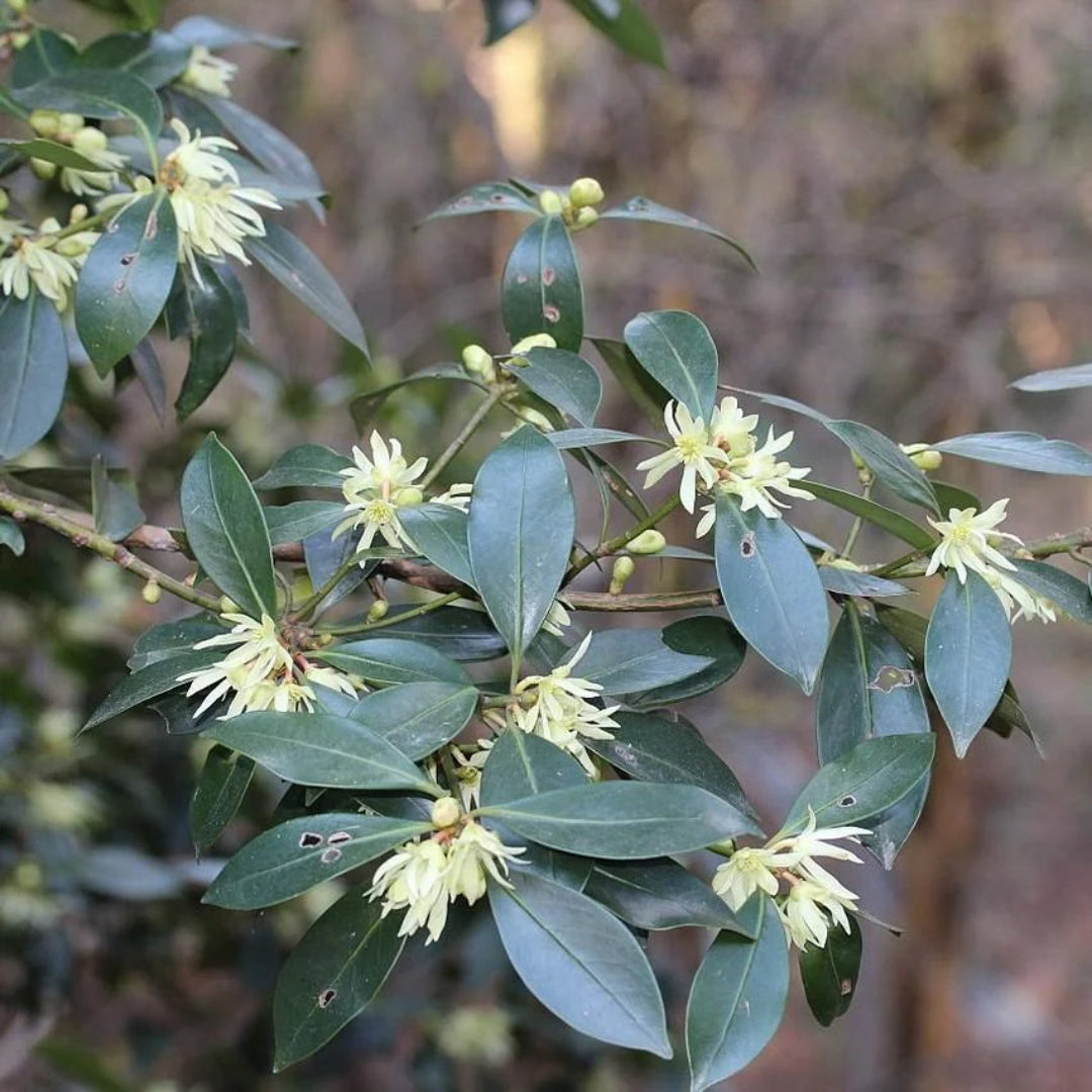 Florida Anise ‘Ocala’ (Illicium floridanum)