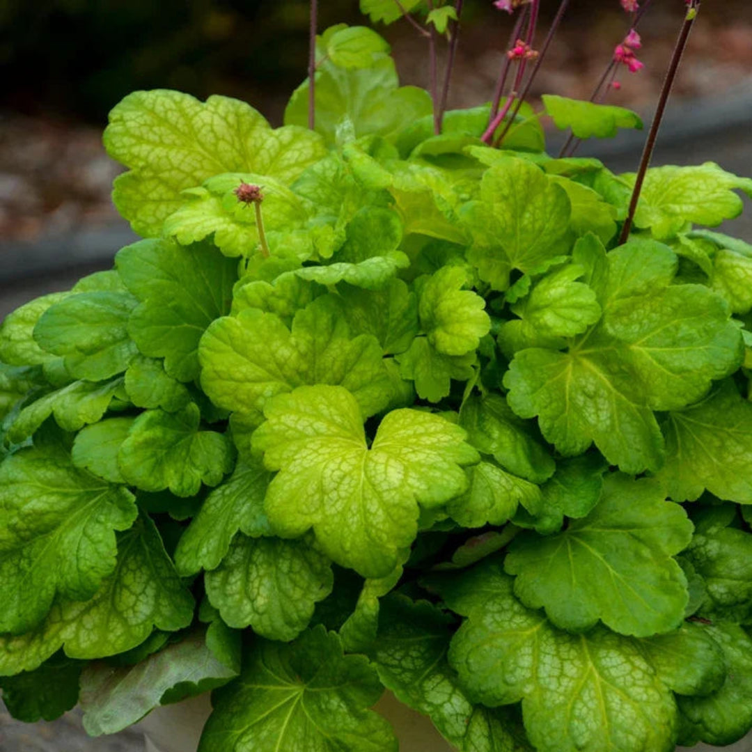 Heuchera &