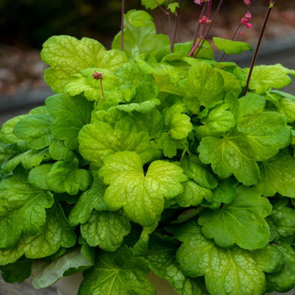 Heuchera &