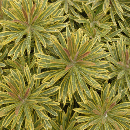 Euphorbia × martinii &