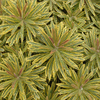 Euphorbia × martinii 'Ascot Rainbow' (Martin's Spurge)
