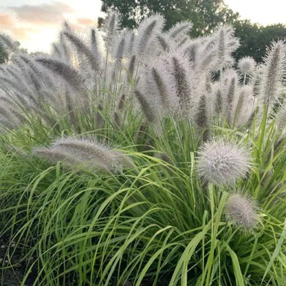 Grass: Pennisetum a. Prairie Winds &