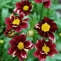 Coreopsis Li'l Bang 'Red Elf' PPAF Tickseed
