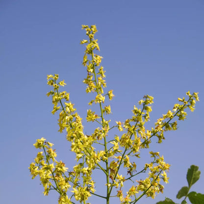 Golden Rain Tree