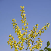 Golden Rain Tree