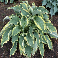 Hosta Shadowland® 'Voices in the Wind'