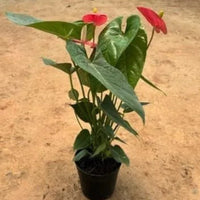 Flamingo Lily Anthurium houseplant with beautiful red flowers