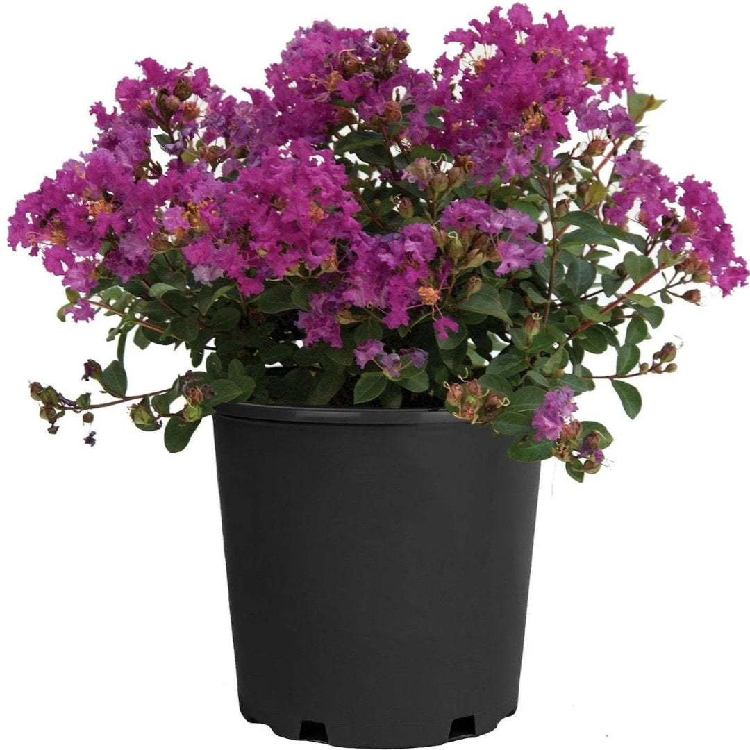 Dwarf Purple Crape Myrtle