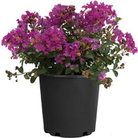 Dwarf Purple Crape Myrtle