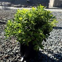Wheeler's Dwarf Japanese Pittosporum