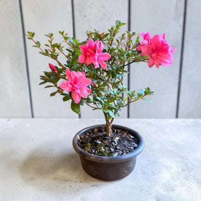 Encore azalea plant with pink blossoms and compact bonsai form