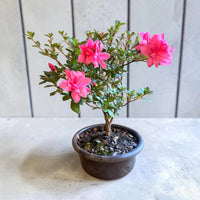 Encore azalea plant with pink blossoms and compact bonsai form