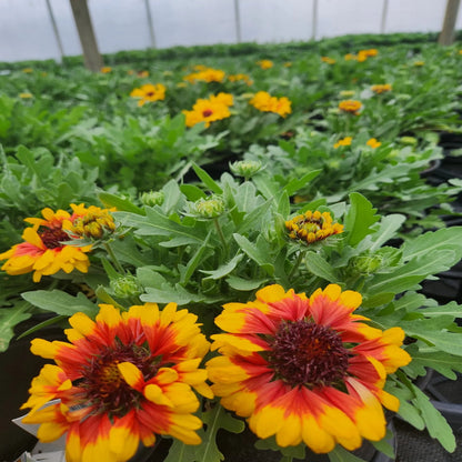 Gaillardia &