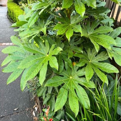 Fatsia Japonica Foliage Plant