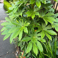 Fatsia Japonica Foliage Plant