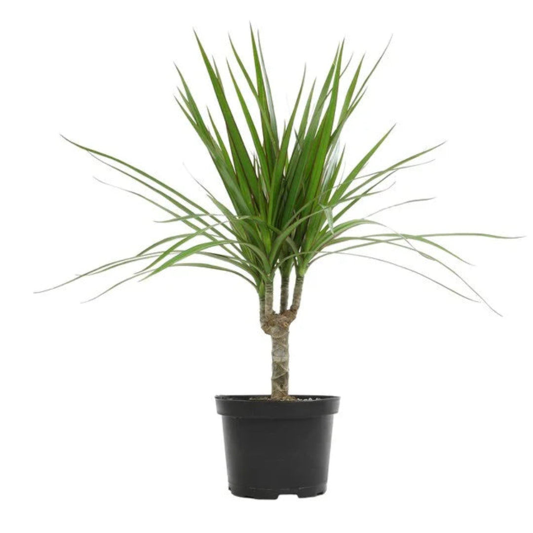 Madagascar Dragon Tree (Dracaena marginata) - Live Indoor Plastic Pot