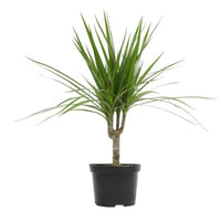 Madagascar Dragon Tree (Dracaena marginata) - Live Indoor Plastic Pot