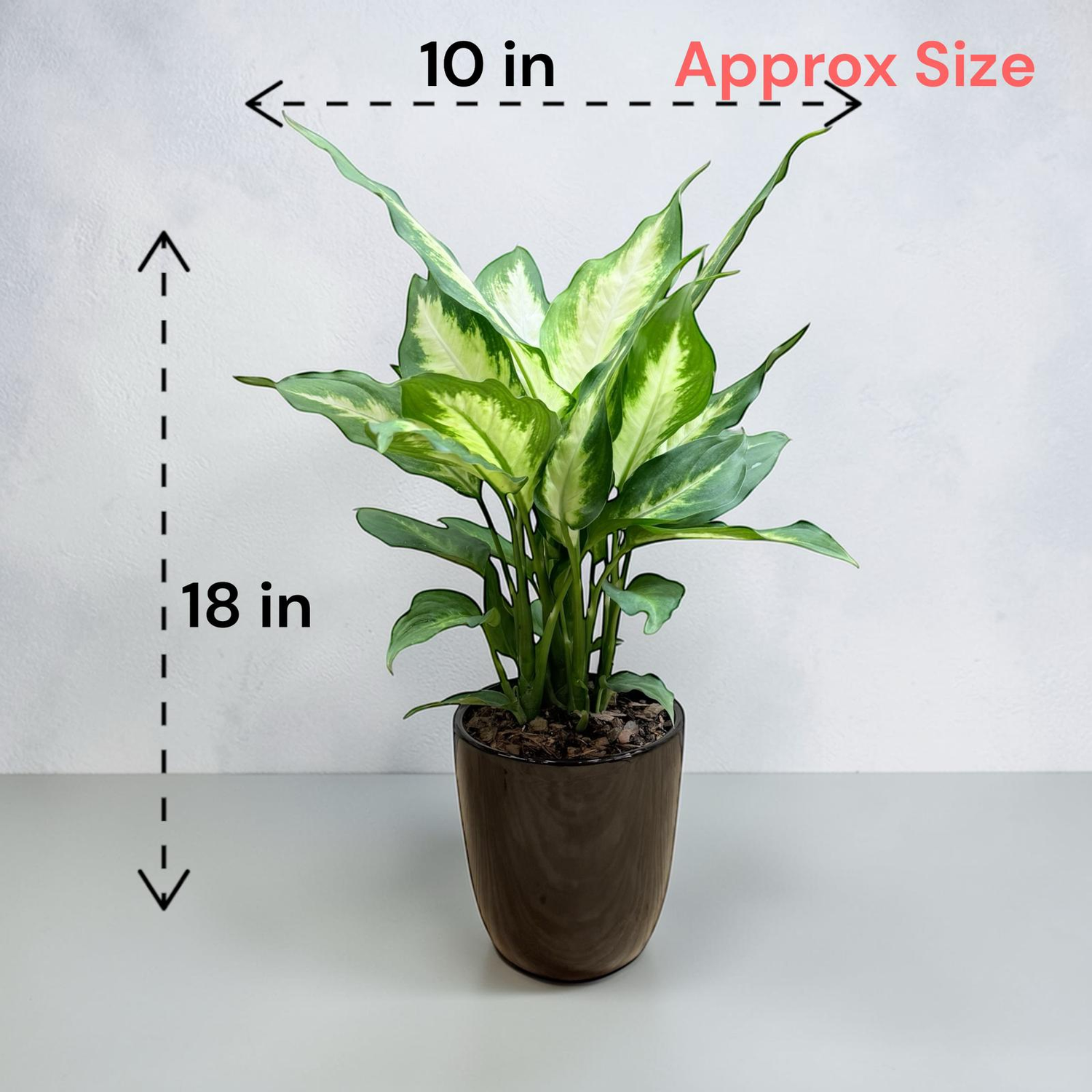 is dieffenbachia a good indoor plant Dieffenbachia ‘Dumb Cane’