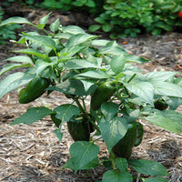 Jalapeño Pepper Plant