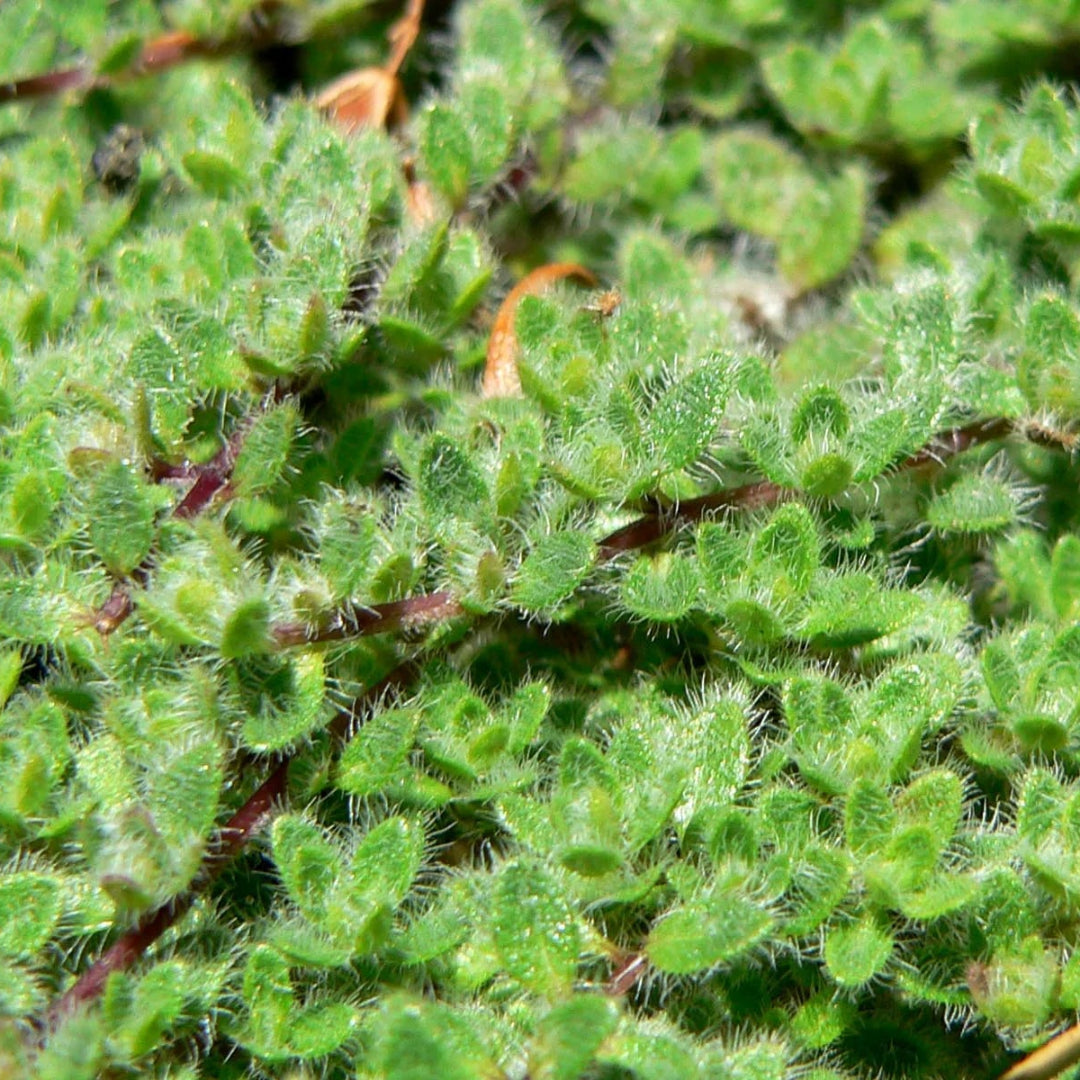 Thymus pseudolanuginosus &