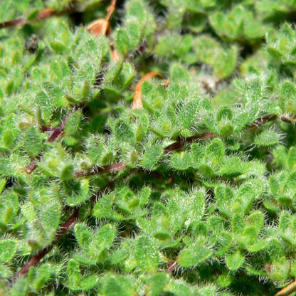 Thymus pseudolanuginosus &
